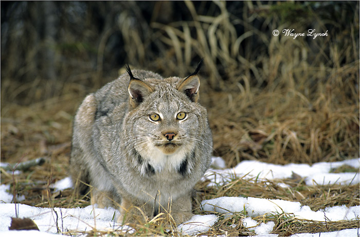 Canada Lynx 105 by Dr. Wayne Lynch &copy;